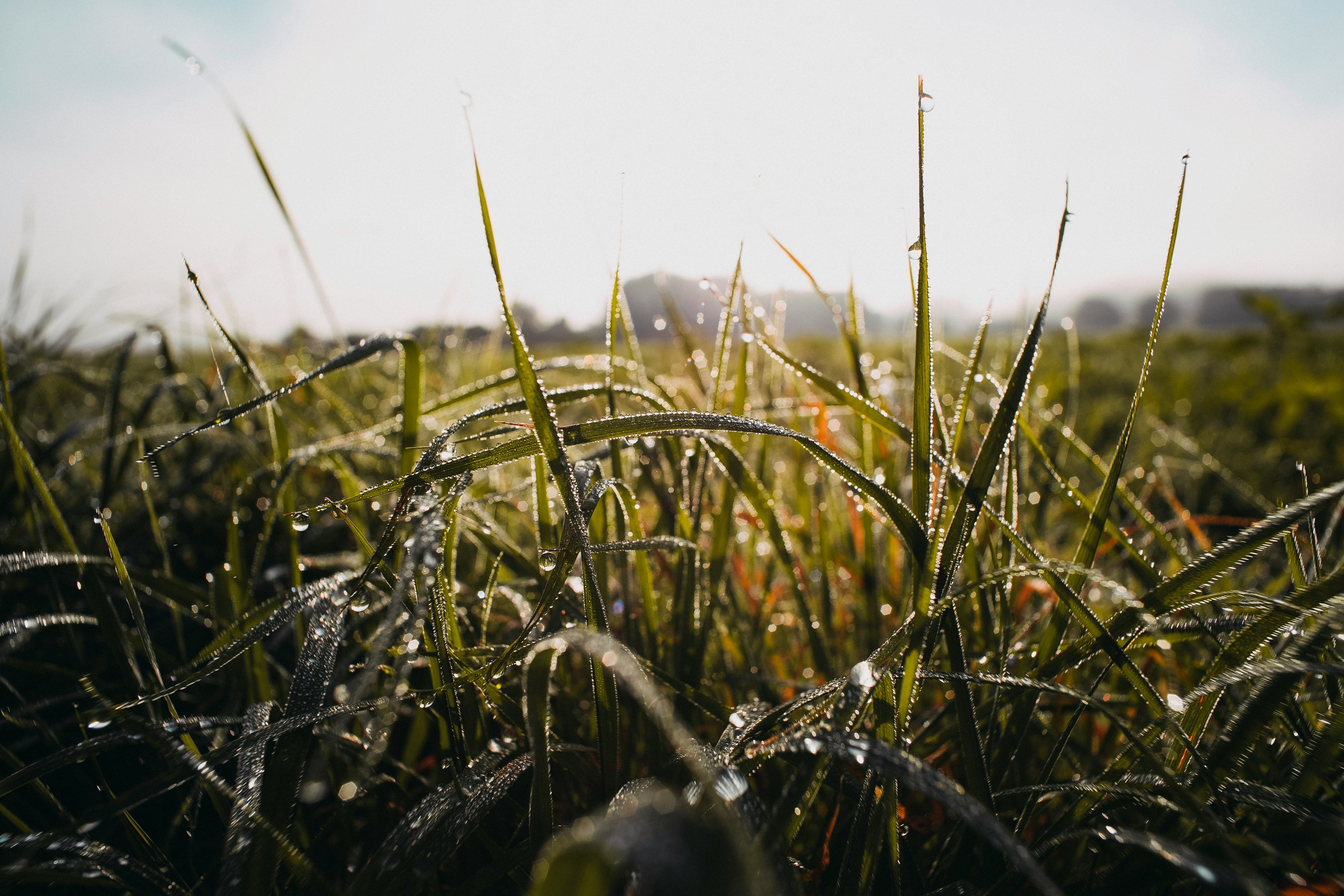 green grass field during daytime